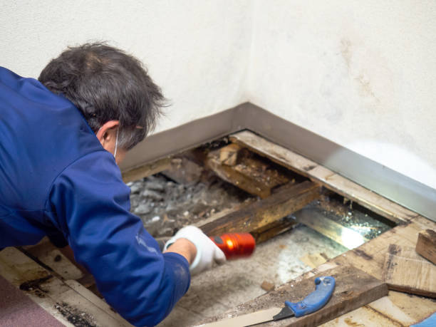 Best Toxic Mold Removal  in Rapid Valley, SD
