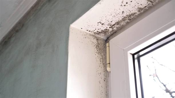 Best Crawl Space Mold Removal  in Rapid Valley, SD