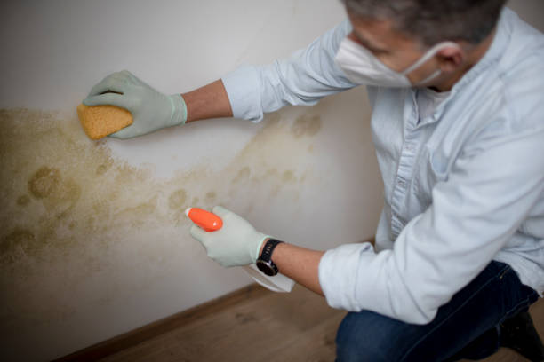 Best Commercial Mold Removal  in Rapid Valley, SD