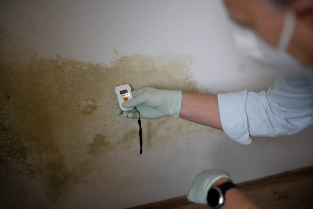Best Emergency Mold Removal  in Rapid Valley, SD