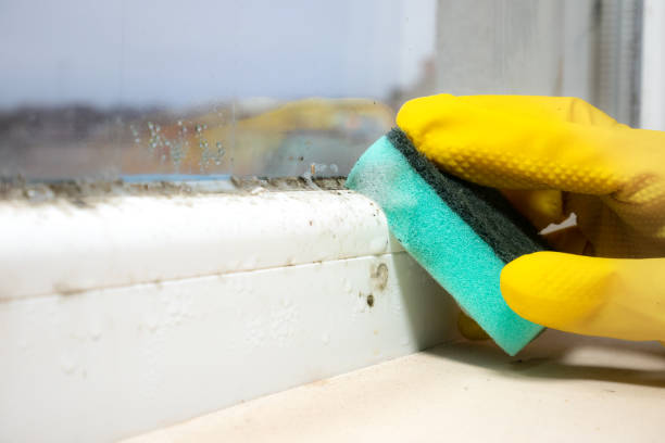 Best Attic Mold Removal  in Rapid Valley, SD