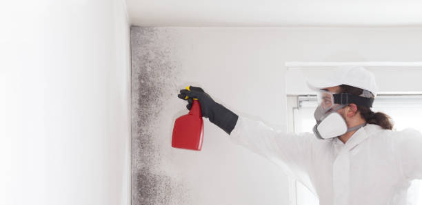 Best Toxic Mold Removal  in Rapid Valley, SD