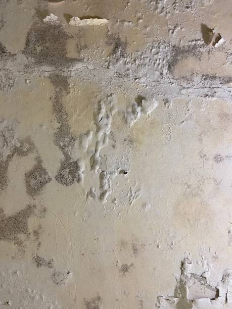 Reliable Rapid Valley, SD Mold Removal Solutions