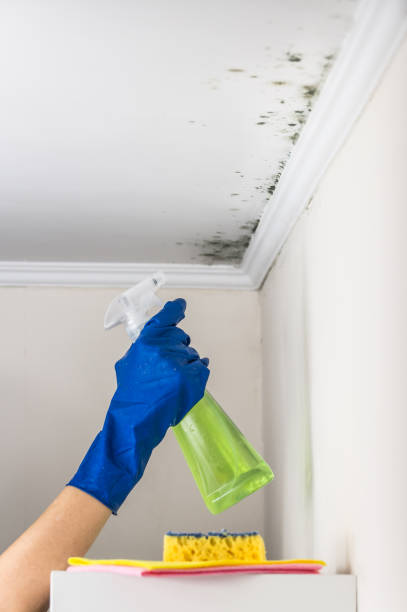 Home Mold Removal in Rapid Valley, SD