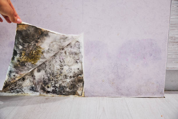 Best Local Mold Removal Service  in Rapid Valley, SD